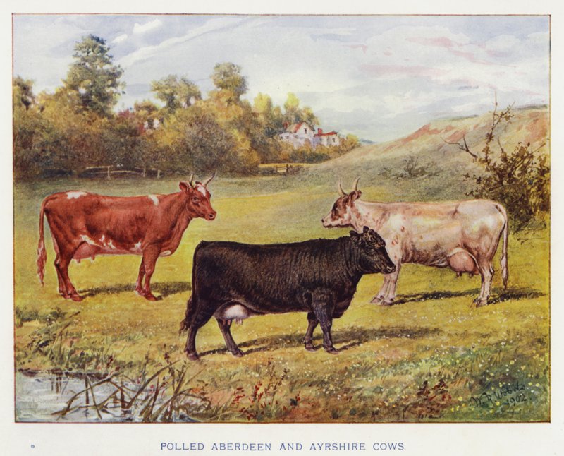 Vacas Aberdeen e Ayrshire pesquisadas de English School