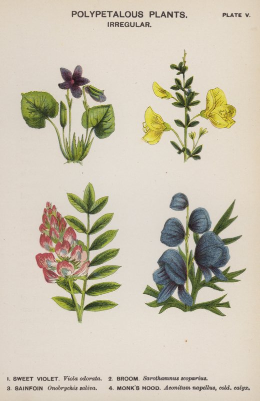 Plantas Polipetálicas, Irregulares (cor litho) de English School