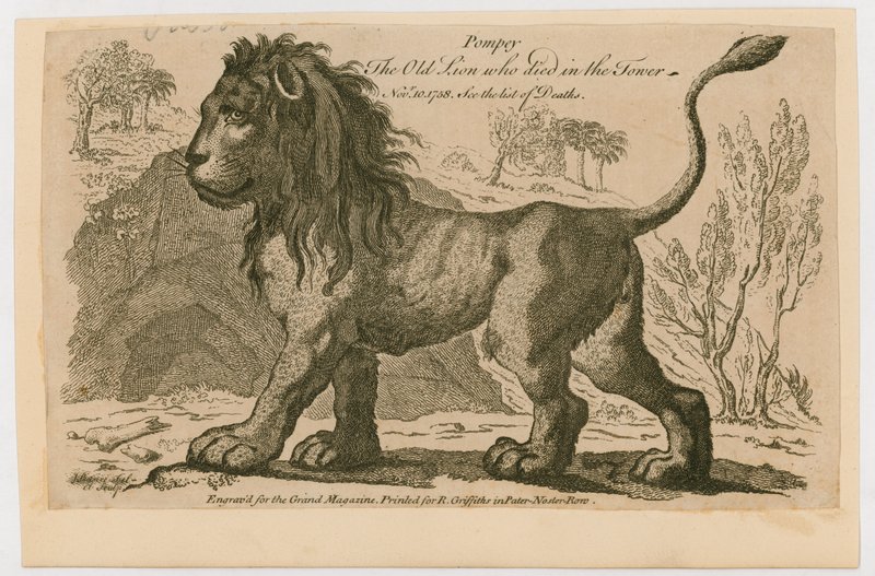 Pompeu, o leão mais popular da Torre de Londres. 1758 de English School