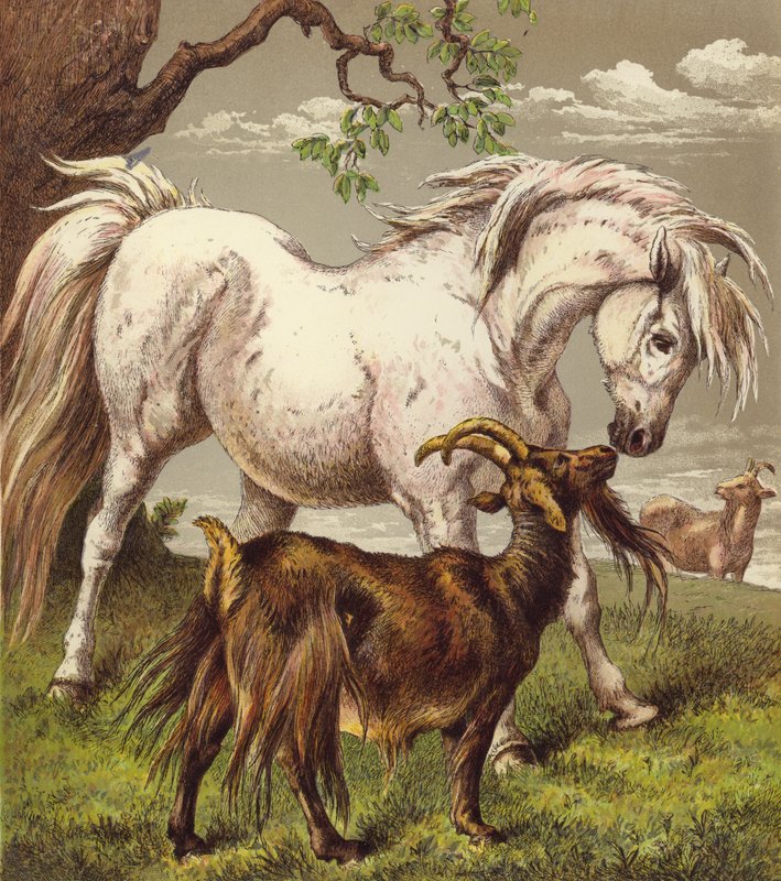 Pónei e cabras (cor litho) de English School