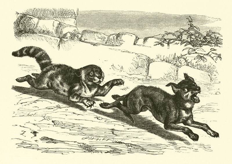 Pobre cão brilhante de English School