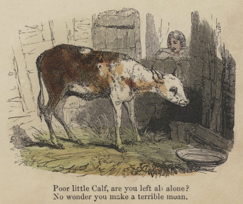 Pobrezinho Calf, ficaste sozinho? Não admira que você faça um gemido terrível (gravura colorida) de English School