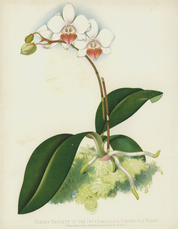 Portes Variedade da Planta Borboleta Intermediária, Phalaenopsis Intermedia, var Portei de English School