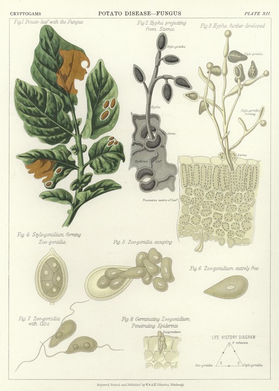 Doença De Batata, Fungo de English School