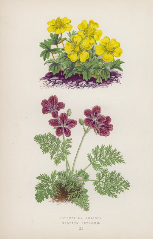 Potentilla Ambigua; Erodium Petraeum (cor litho) de English School