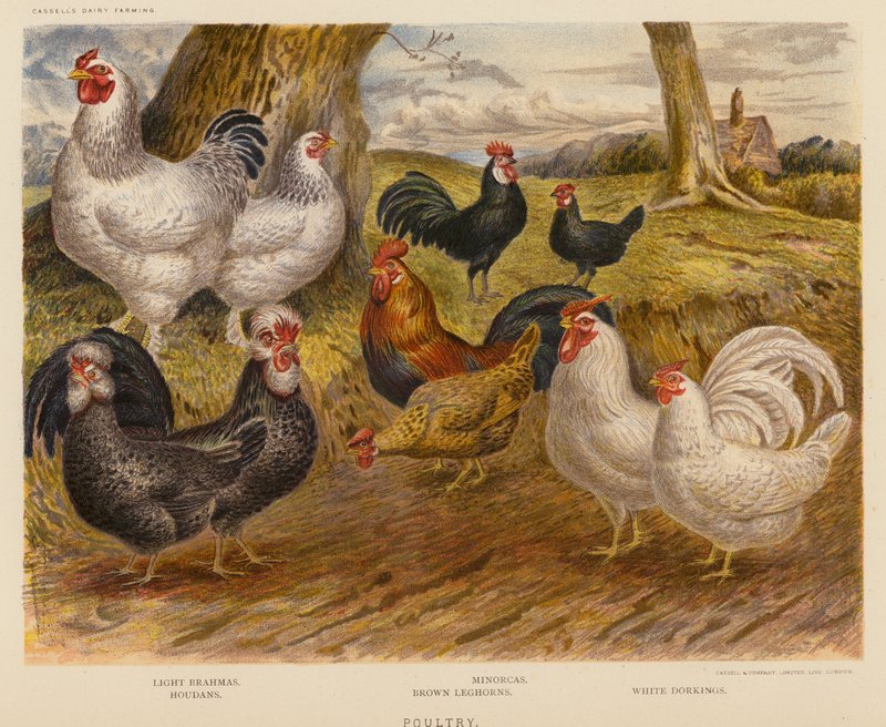 Aves de capoeira (litografia a cores) de English School