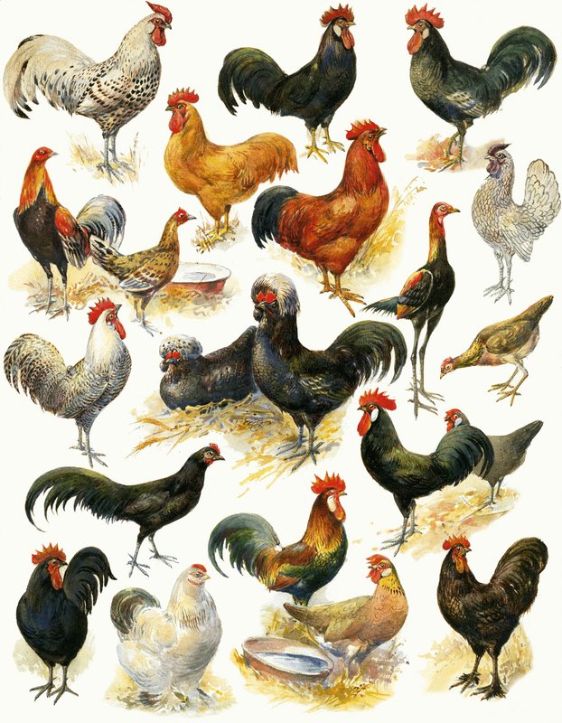 Aves de capoeira de English School