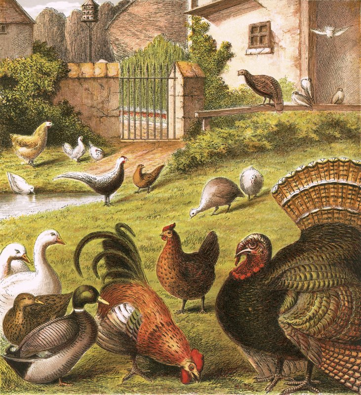 Aves em uma fazenda de English School