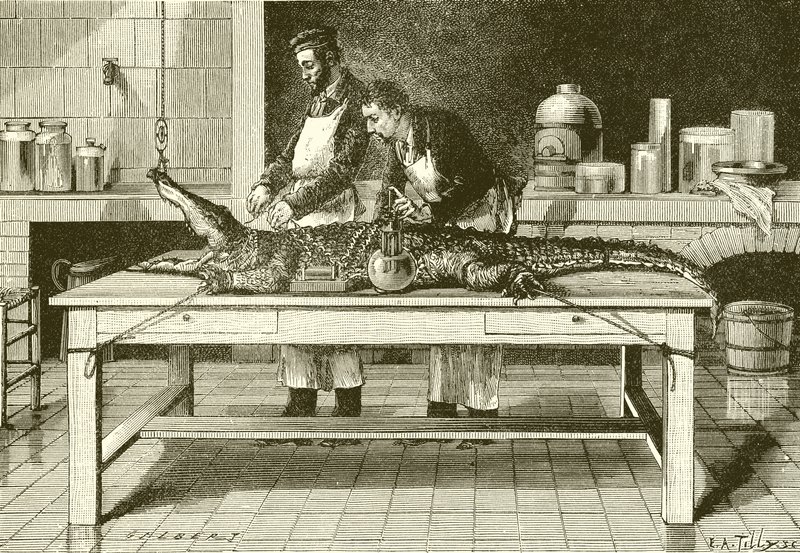 Poder de uma mandíbula de crocodilos de English School