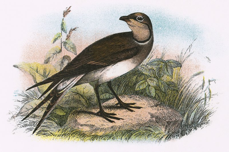 Pratincole de English School