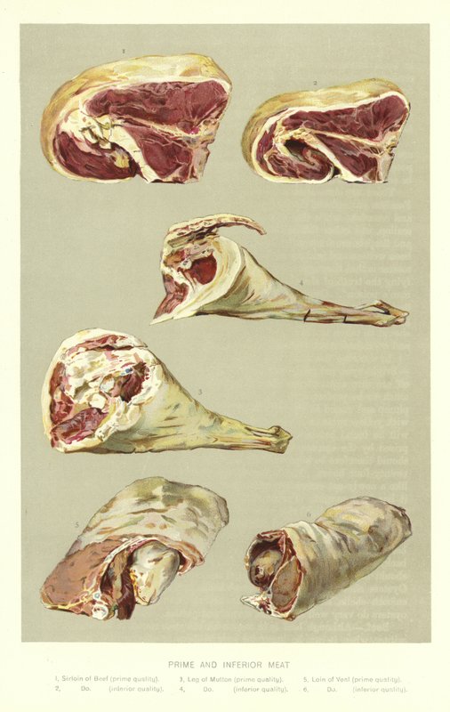 Carne Prime e Inferior de English School