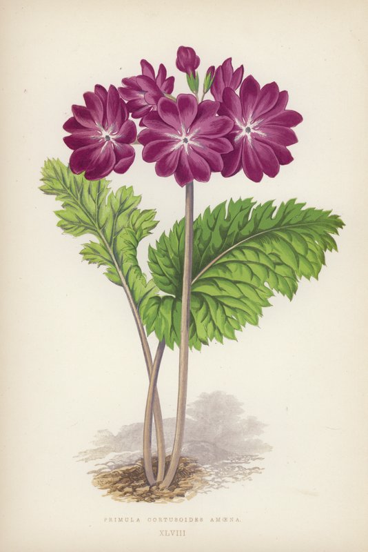 Primula Cortusoides Amoena (lito colorido) de English School