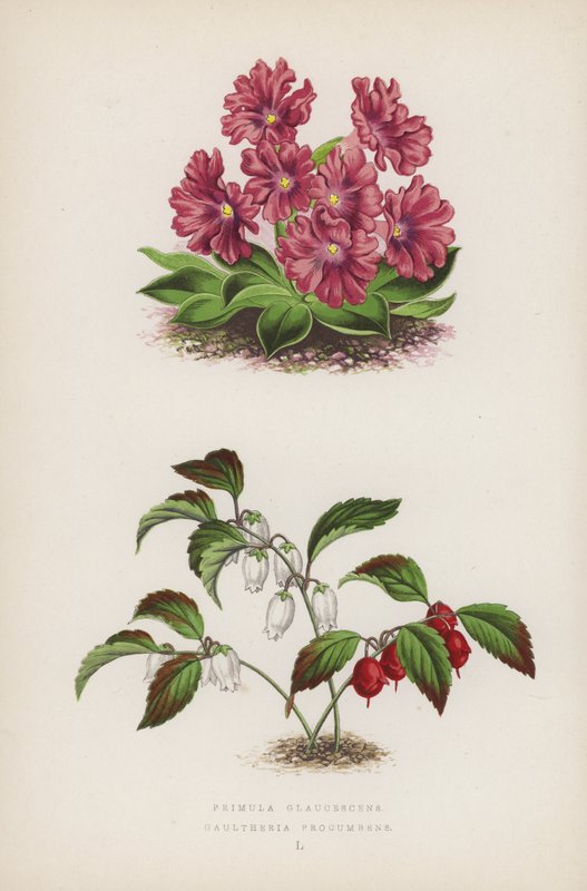 Primula Glaucescens; Gaultheria Procumbens (cor litho) de English School