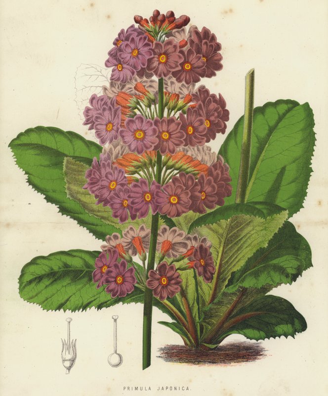 Primula Japonica (cromolito) de English School