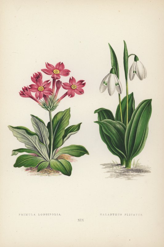 Prímula Longifólia; Galanthus Plicatus (lito colorido) de English School