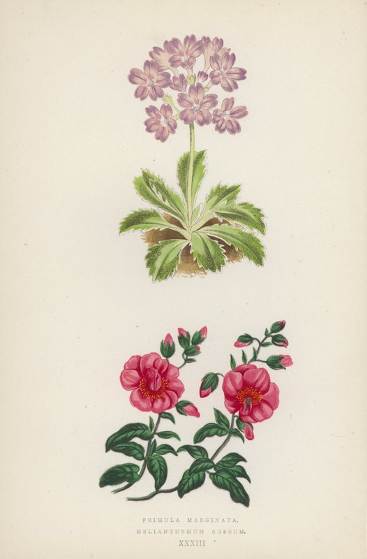 Primula Marginata; Helianthemum Roseum (cor litho) de English School