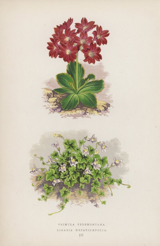 Primula Pedemontana; Linaria Hepaticaefolia (litografia colorida) de English School
