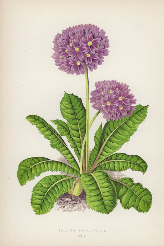 Primula Pulcherrima (cor litho) de English School