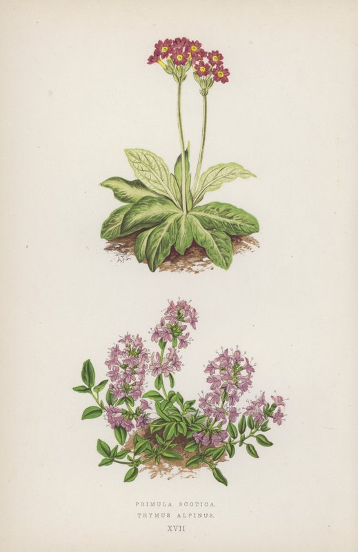 Primula Scotica; Thymus Alpinus (litografia a cores) de English School