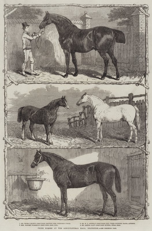 Cavalos premiados no Salão da Agricultura, Islington (gravura) de English School