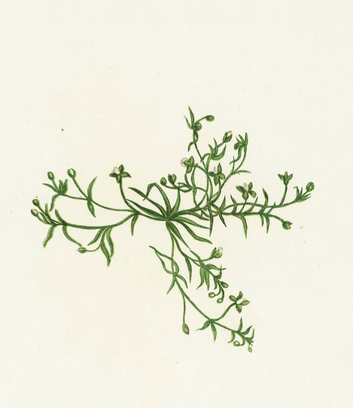 Procumbente Pearl-Wort, Sagina Procumbens de English School