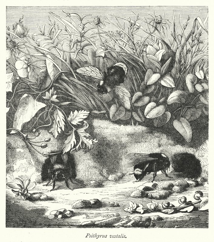 Psithyrus vestalis (gravura) de English School