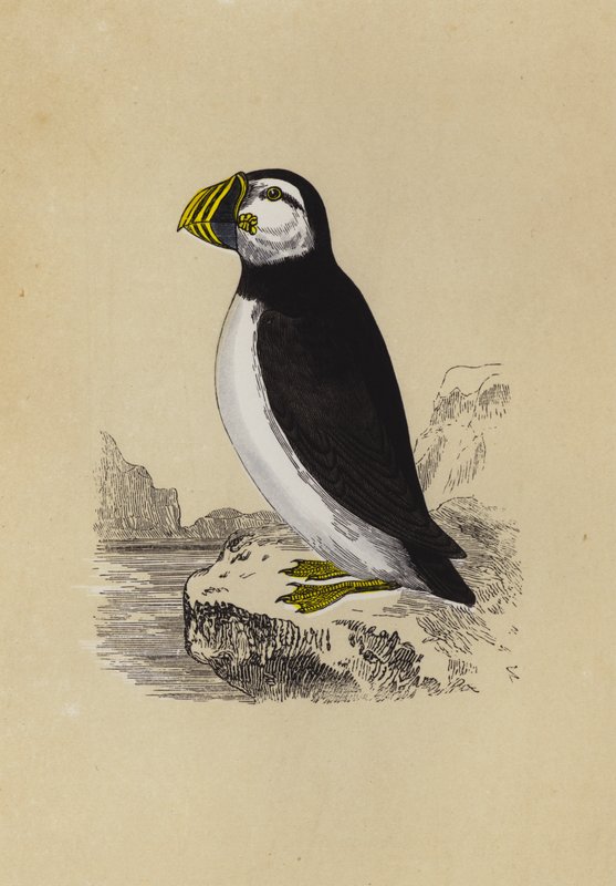 Puffin (litografia a cores) de English School