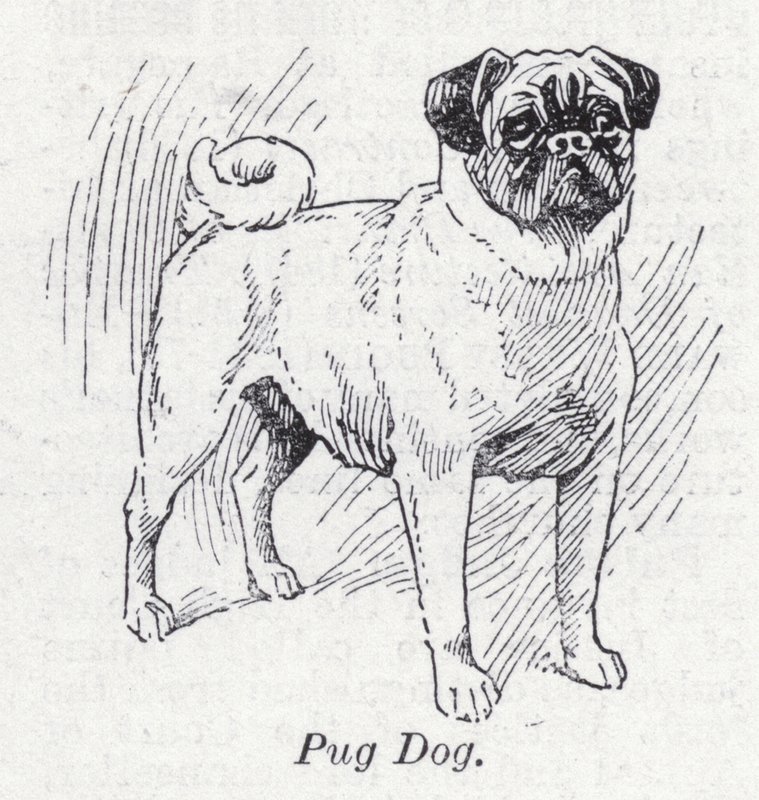 Pug dog (litho) de English School