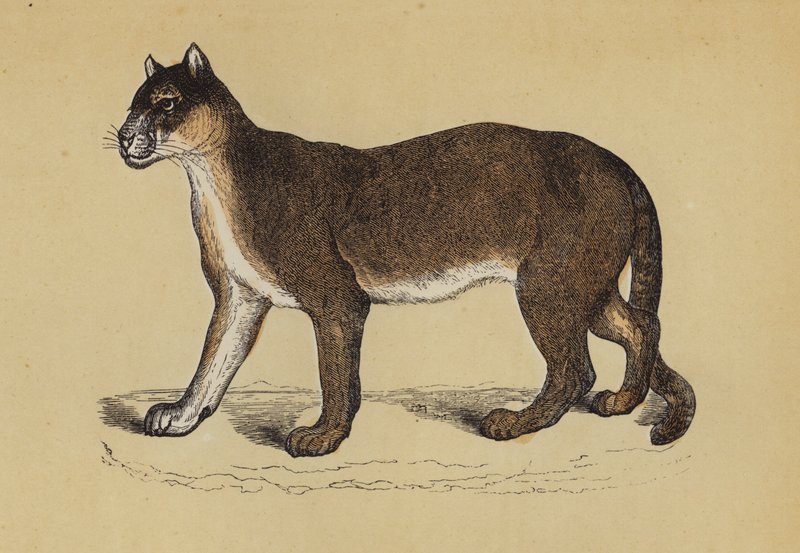 Puma (cor litho) de English School