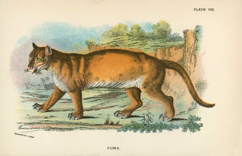 Puma de English School