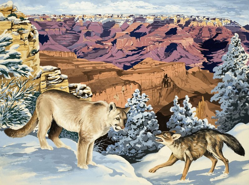 Puma e Coiote se encontram no Parque Nacional do Grand Canyon de English School