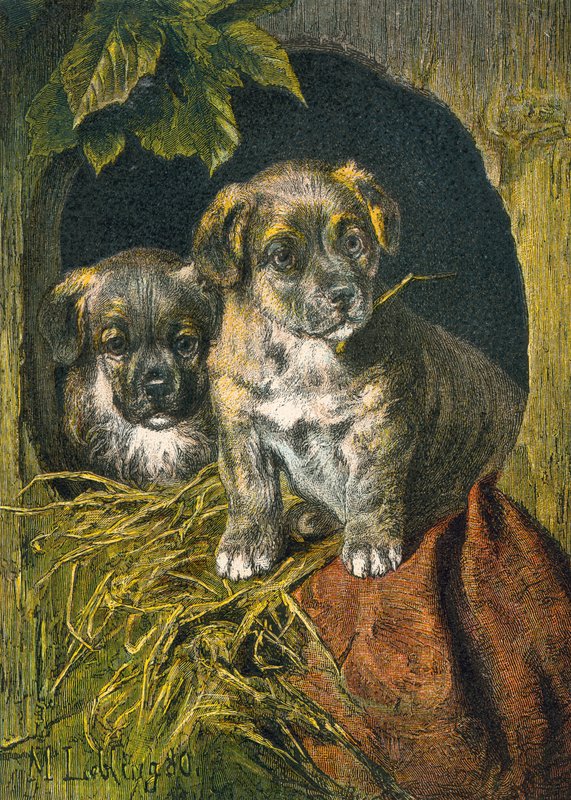 Filhotes de cachorro, primeira aparição de English School
