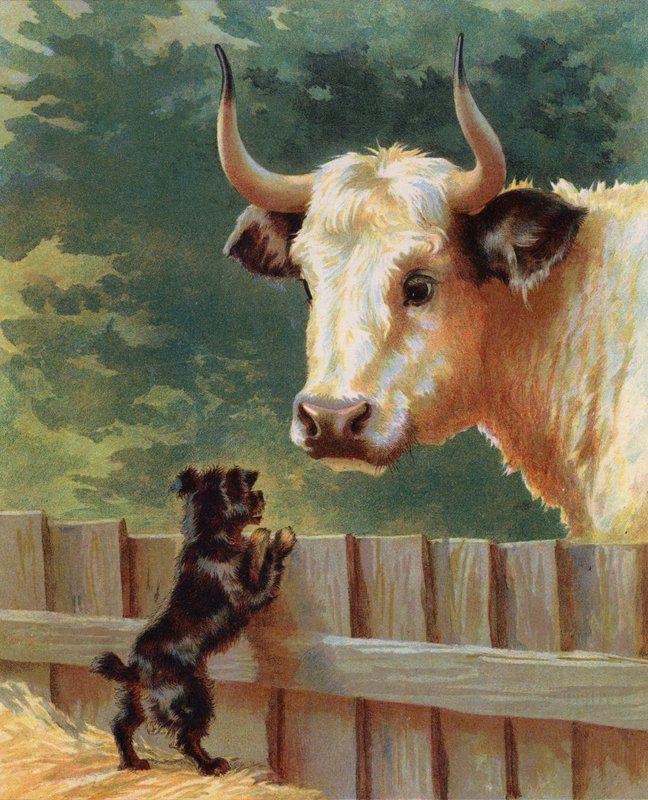 Filhote de cachorro confrontando um touro em uma fazenda (chromolitho) de English School