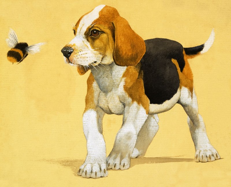 Filhote de cachorro de English School