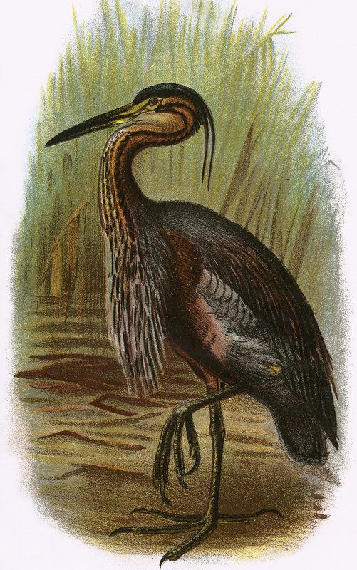 Garça roxa de English School