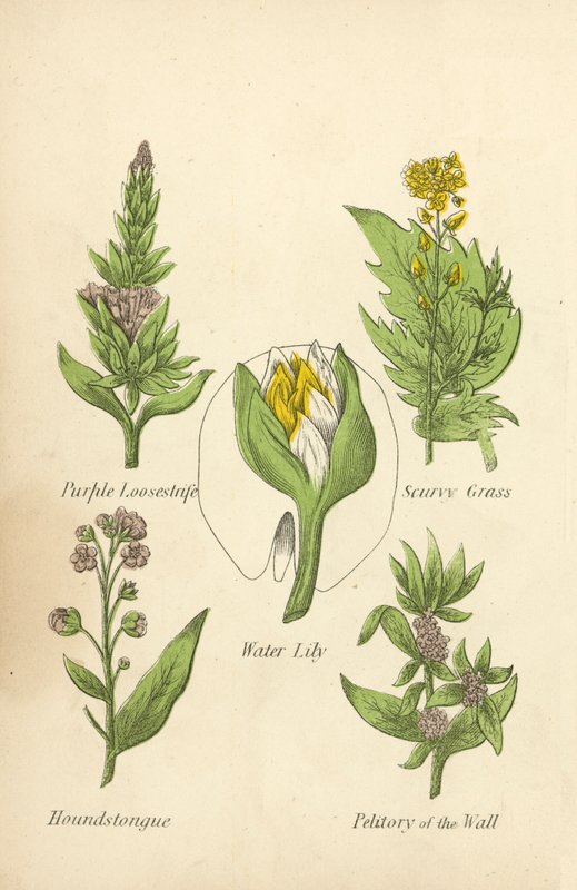 Roxo Loosestrife, Scurvy Grass, Water Lily, Houndstongue, Petitory of the Wall (lito colorido) de English School
