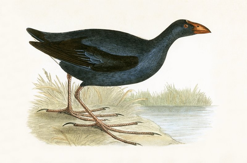 Purple Waterhen, ilustração de "Uma História das Aves da Europa Não Observadas nas Ilhas Britânicas", de Charles Robert Bree (1811-1886), publicada em 1867 de English School