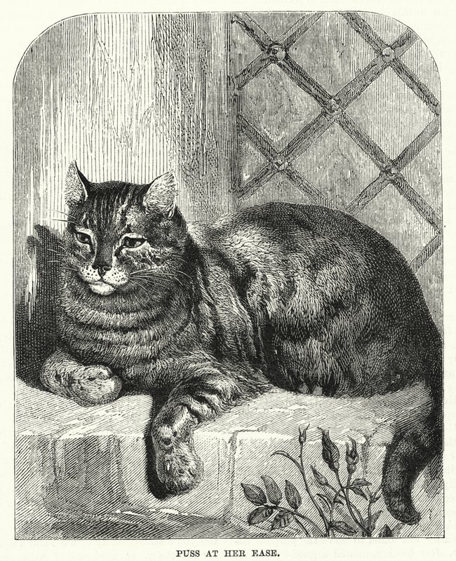 Gato à sua vontade (gravação) de English School