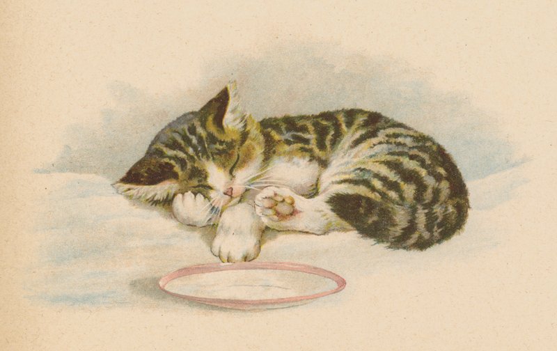 Gato de cona (chromolitho) de English School