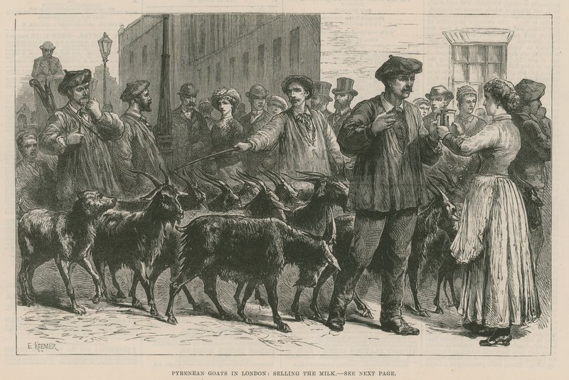 Cabras pirenaicas em Londres de English School