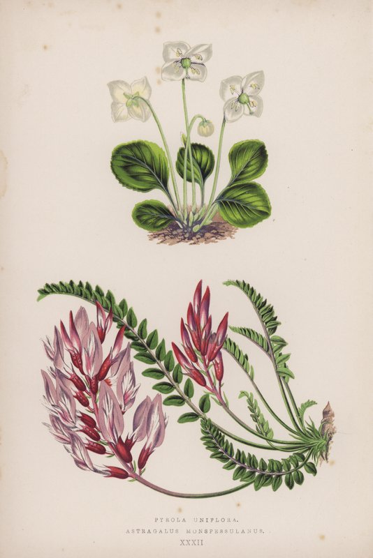 Pyrola Uniflora; Astragalus Monspessulanus (cor litho) de English School