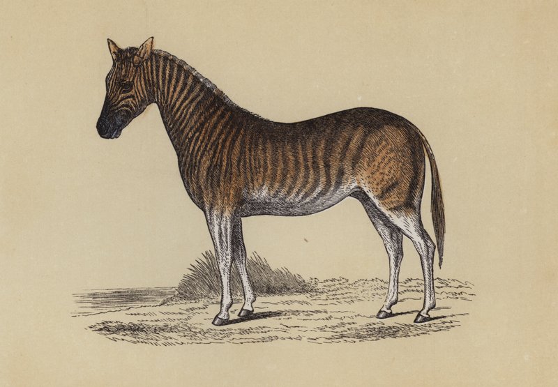 Quagga (cor litho) de English School