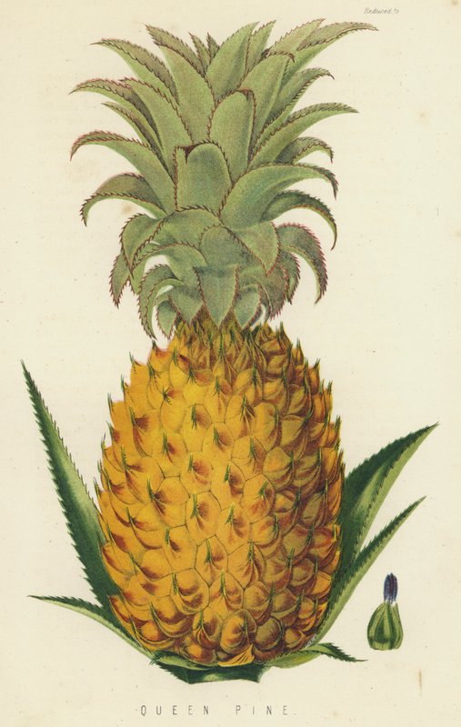 Queen Pine de English School