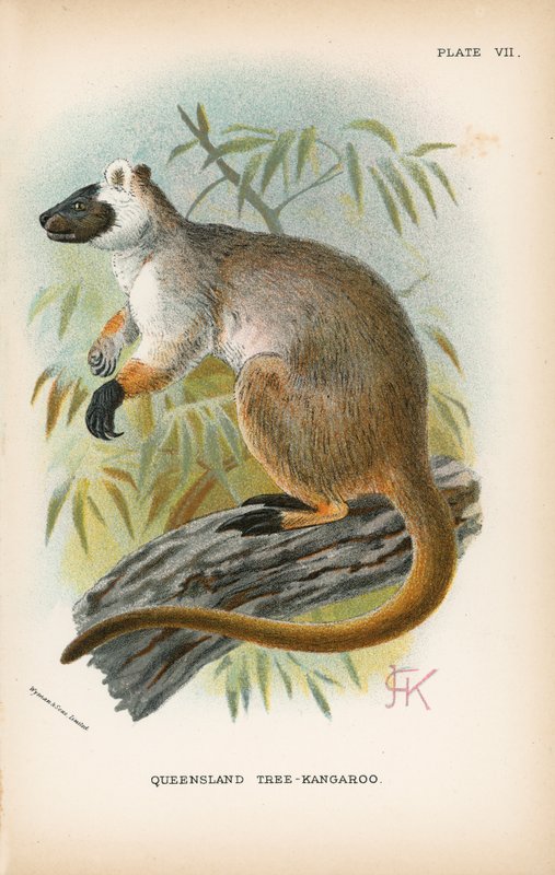 Árvore-Canguru de Queensland de English School