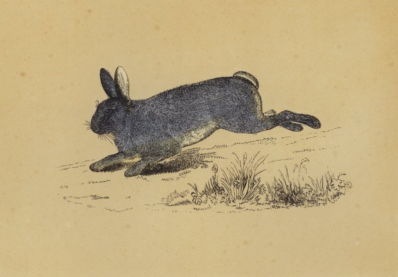 Coelho (cor litho) de English School