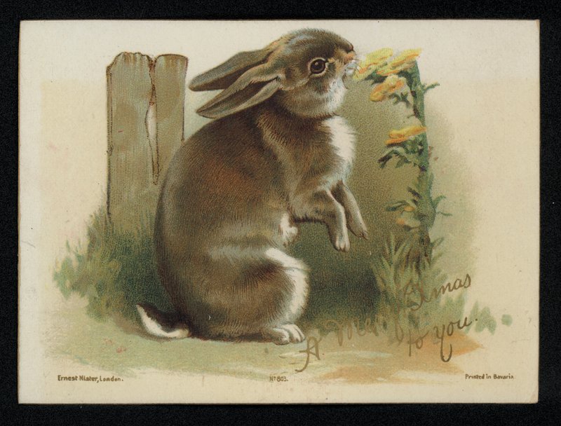 Coelho a comer flores amarelas, cartão de boas festas de Natal. (chromolitho) de English School