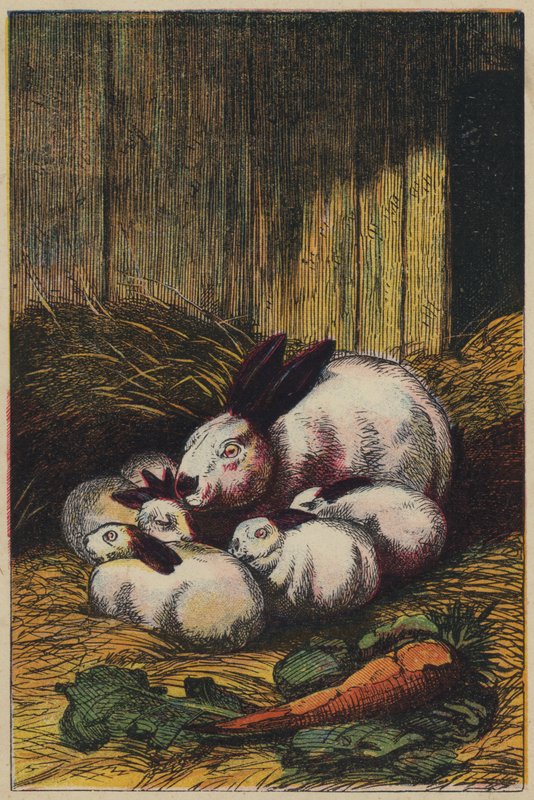Coelhos (litografia a cores) de English School