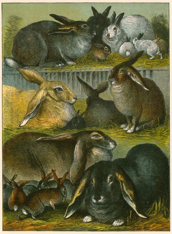 Coelhos de English School