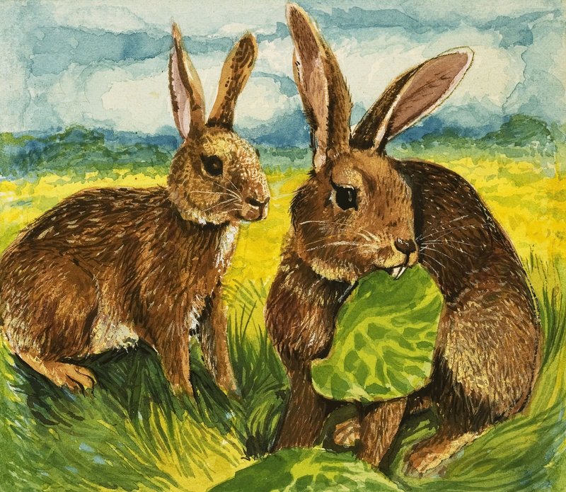 Coelhos comendo de English School