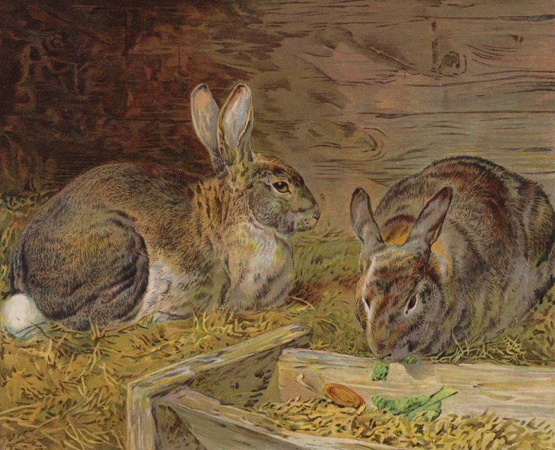 Coelhos em um celeiro (cor litho) de English School